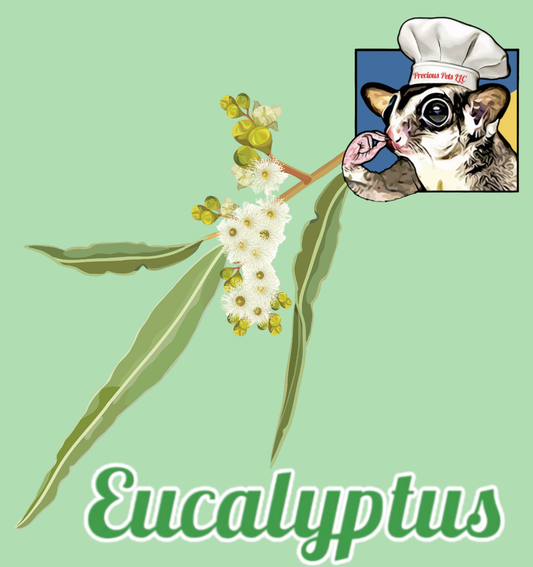 Eucalyptus Sugar Glider Gourmet